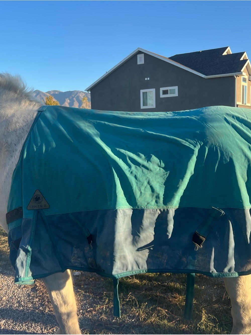 Centaur Teal & Navy Horse Blanket